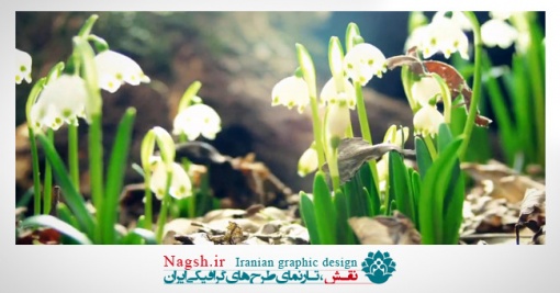 دانلود ویدئو کلیپ رویش گل سفید